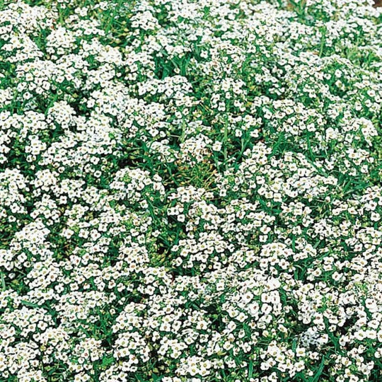 Alyssum Carpet of Snow - McKenzie Seeds