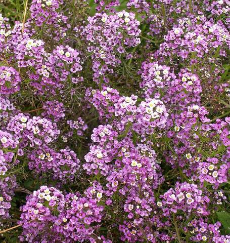 Alyssum Dwarf Purple - West Coast Seeds