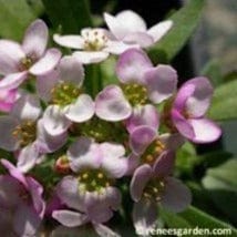 Alyssum Gulf Wind - Renee's Garden Seeds