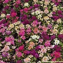 Alyssum Gulf Wind - Renee's Garden Seeds