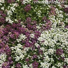 Alyssum Gulf Wind - Renee's Garden Seeds
