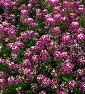 Alyssum Rosie O'Day - Cornucopia Seeds
