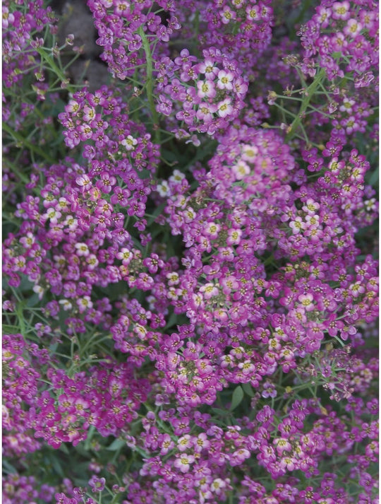 Alyssum Royal Carpet - Burpee Seeds