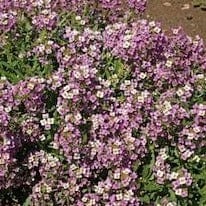 Alyssum Royal Carpet - Cornucopia Seeds