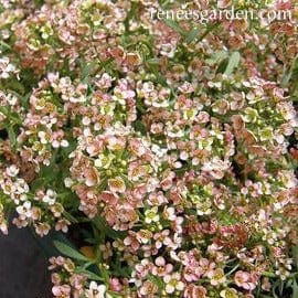 Alyssum Summer Peaches - Renee's Garden Seeds