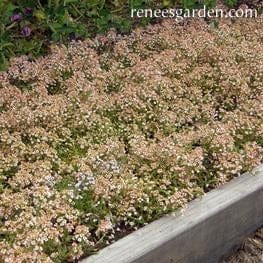 Alyssum Summer Peaches - Renee's Garden Seeds