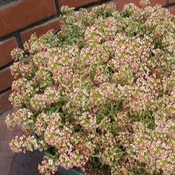 Alyssum Summer Peaches - Renee's Garden 