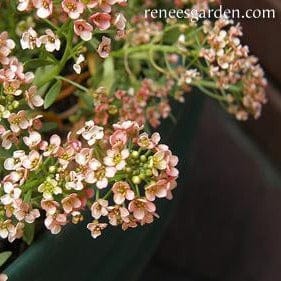 Alyssum Summer Peaches - Renee's Garden Seeds