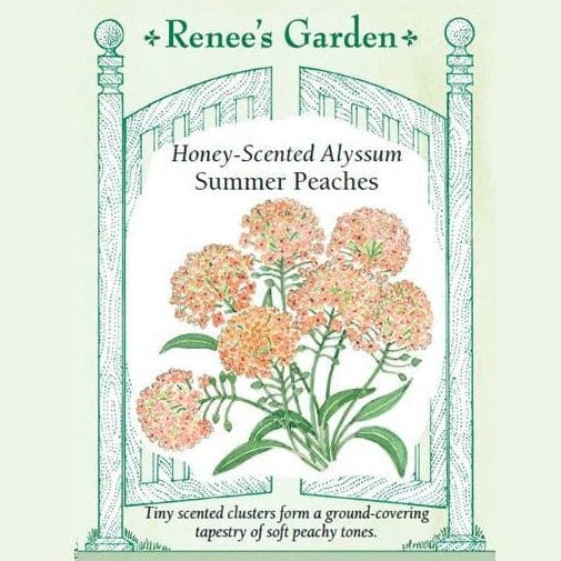 Alyssum Summer Peaches