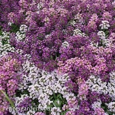Alyssum Summer Romance - Renee's Garden Seeds