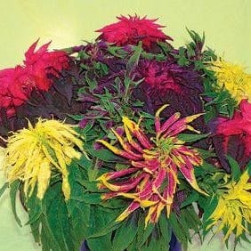 mayo garden seeds Amaranth Cinco de Mayo