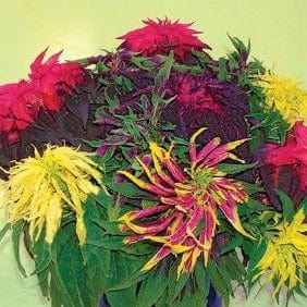 Amaranth Cinco de Mayo - Renee's Garden Seeds