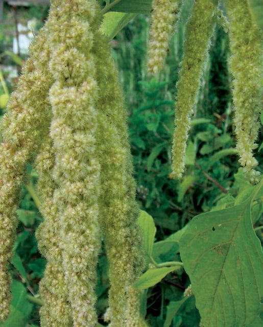 Amaranth Green Tails - West Coast Seeds