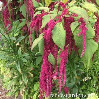 Amaranth Love Lies Bleeding - Renee's Garden  