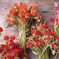 Amaranth Mardi Gras Parade - Renee's Garden Seeds