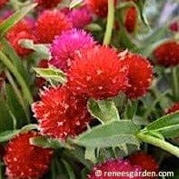 Amaranth Mardi Gras Parade - Renee's Garden Seeds