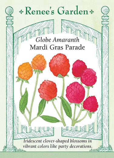 Amaranth Mardi Gras Parade - Renee's Garden Seeds