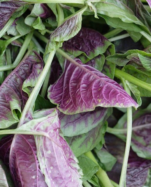 Amaranth Red Leaf - West Coast Seeds