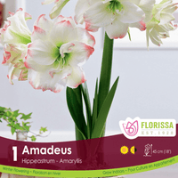Amaryllis - Amadeus