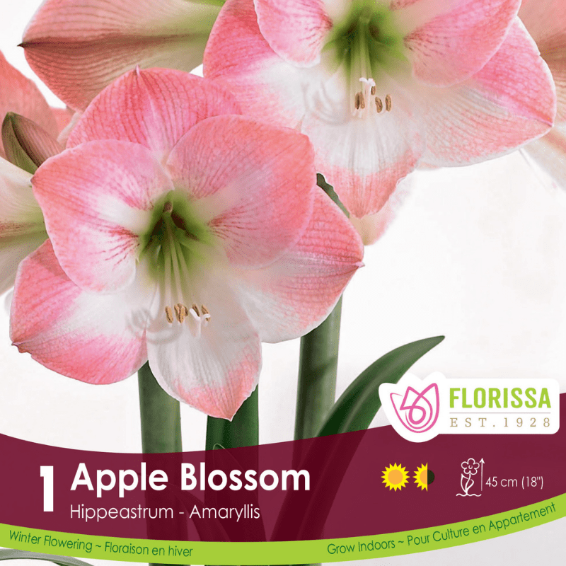 Amaryllis Apple Blossom