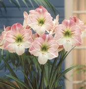 Amaryllis - Apple Blossom