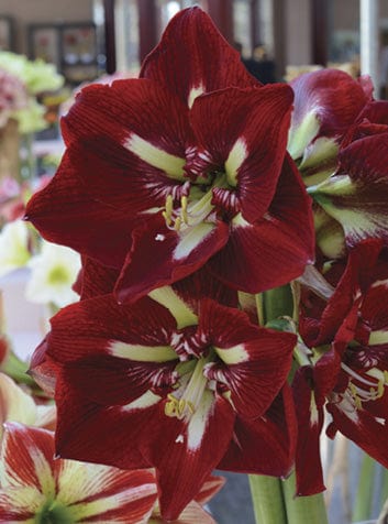 Amaryllis - Barbados, Novelty