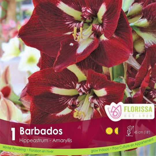 Novelty Amaryllis Barbados 