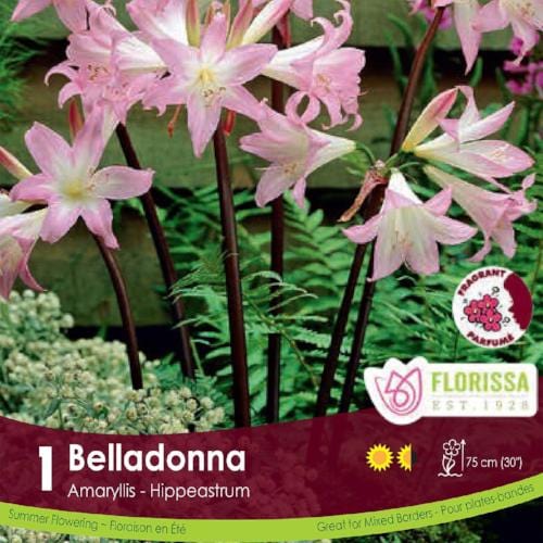 Amaryllis Belladonna Pink Spring Bulb