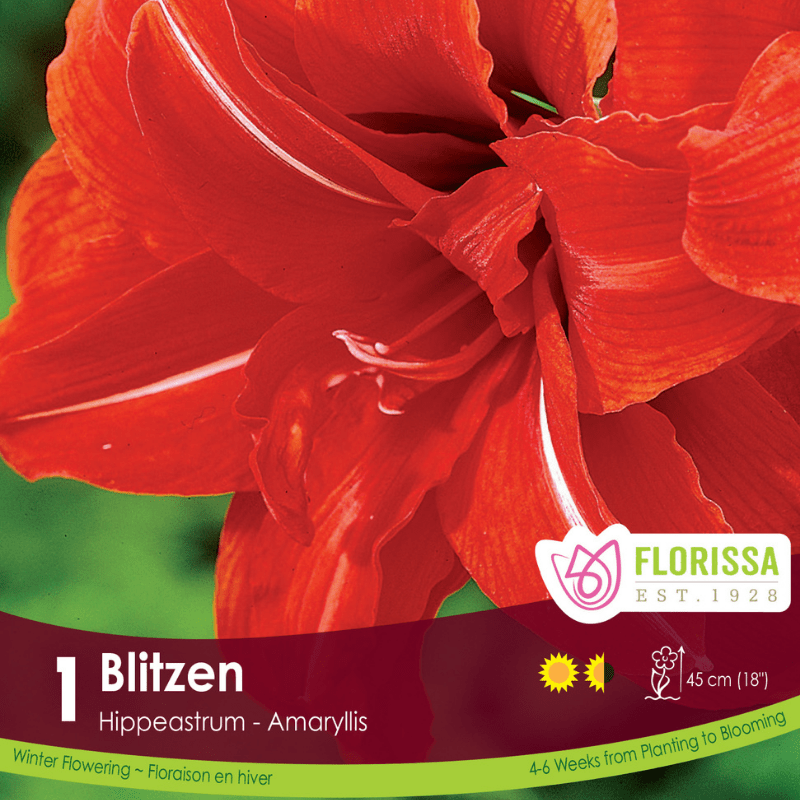 Amaryllis Christmas Bloom Blitzen