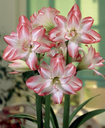 Amaryllis - Blossom Peacock