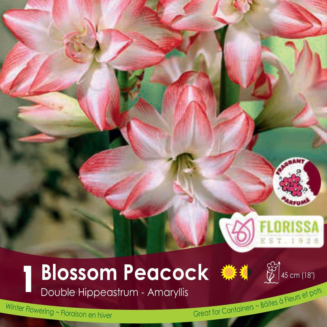 Amaryllis Double Blossom Peacock 