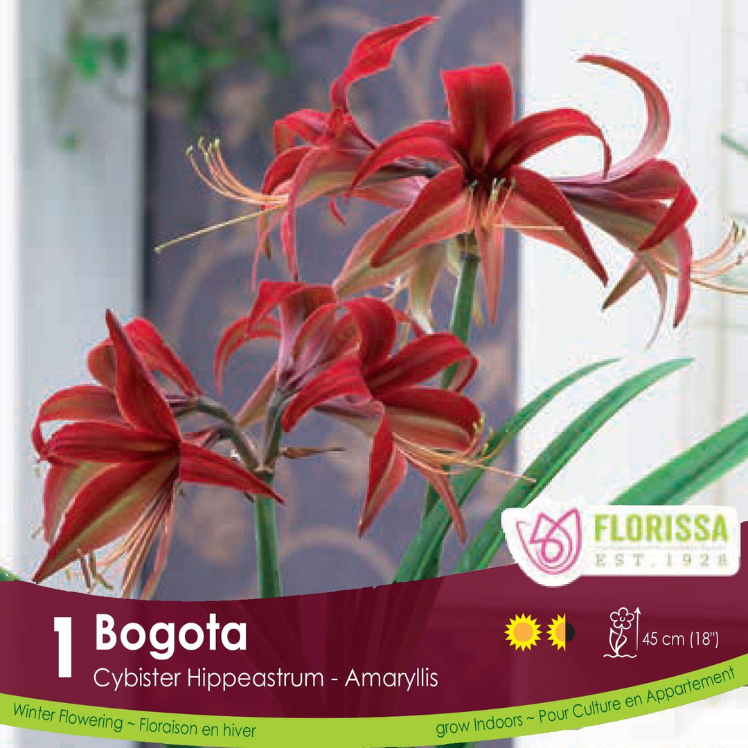 Novelty Amaryllis Bogota 