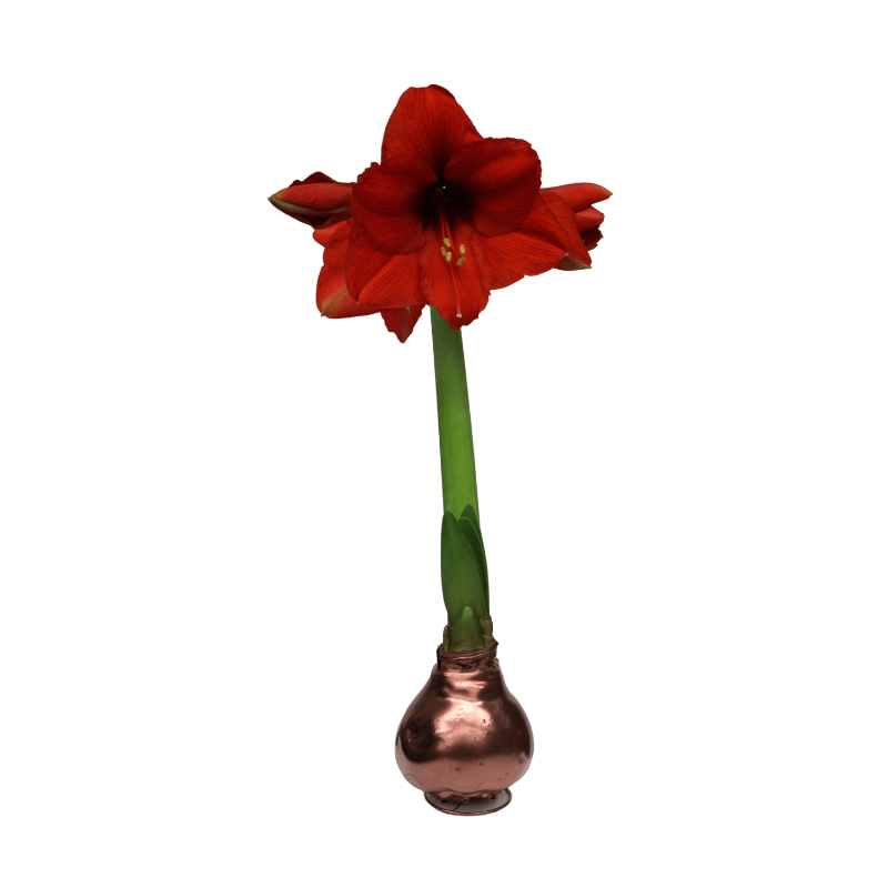 Waxed Amaryllis Bulbs - Red Flowering