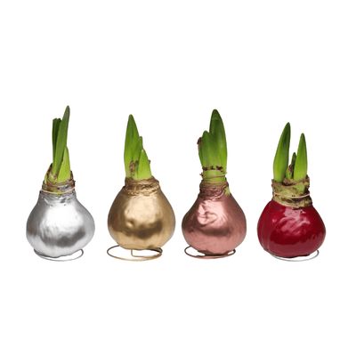 Amaryllis - Waxed Bulbs, Red Bloom