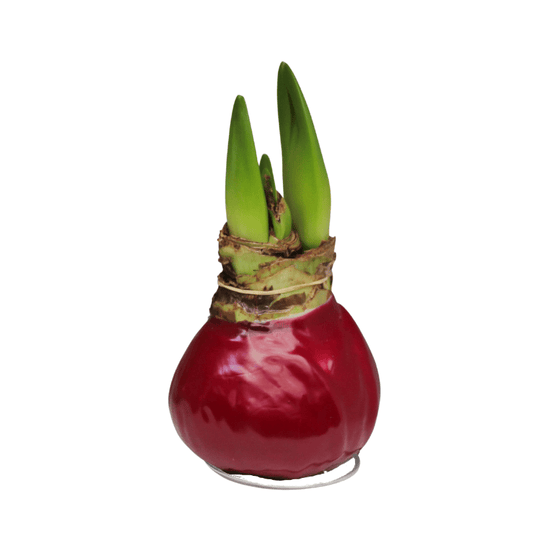 Waxed Amaryllis Bulbs - Red Flowering