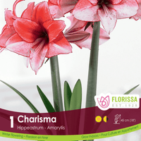 Amaryllis - Charisma