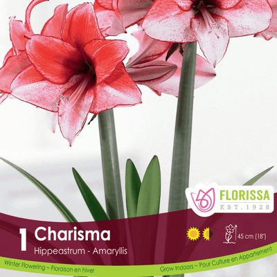 Amaryllis - Charisma