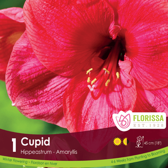 Amaryllis Christmas Bloom Cupid