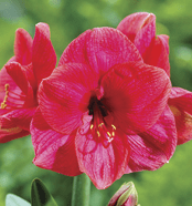 Amaryllis - Cupid