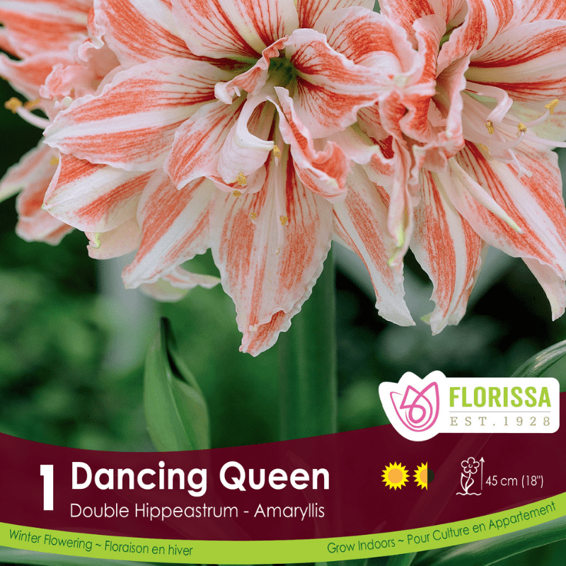 Amaryllis Dancing Queen