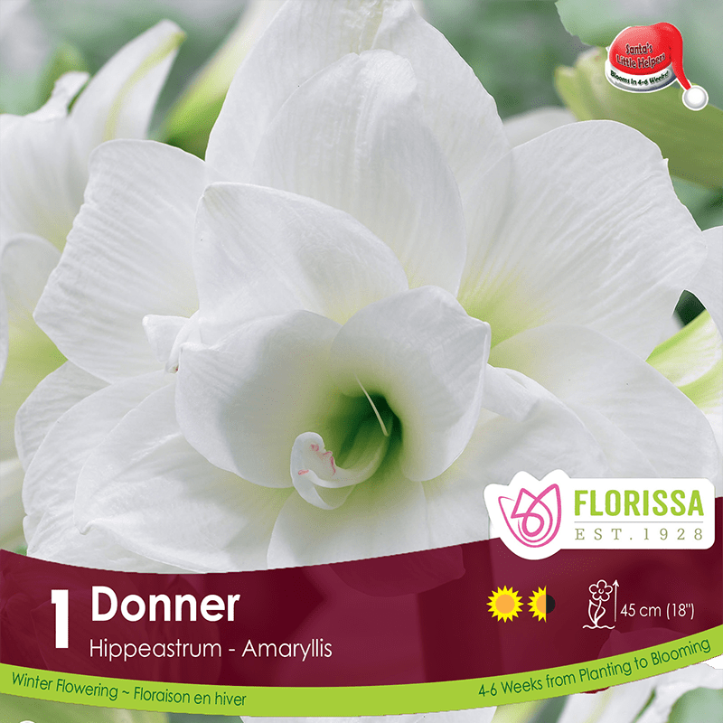 Amaryllis - Donner