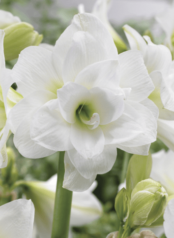 Amaryllis - Donner