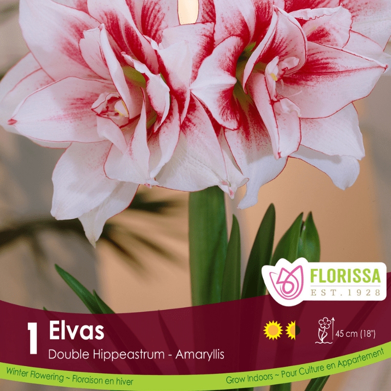 Amaryllis Double Elvas