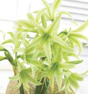 Amaryllis - Evergreen, Novelty