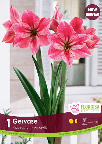 Amaryllis - Gervase