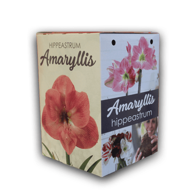 Amaryllis Gift Kit Pink