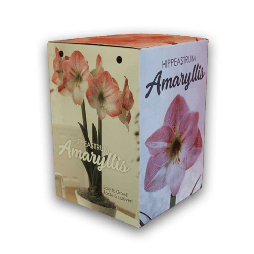 Amaryllis Gift Kit Pink and White