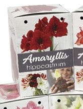 Amaryllis Gift Kit Red