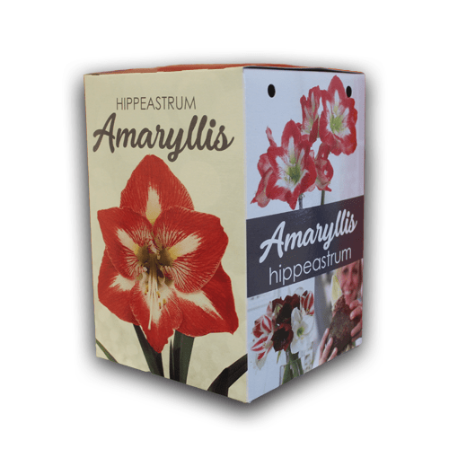 Amaryllis Gift Kit Red and White