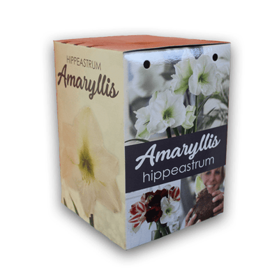 Amaryllis Gift Kit White